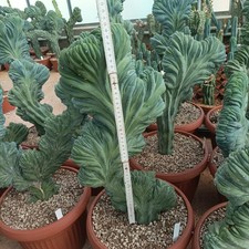 Mirtillocactus Crestato 