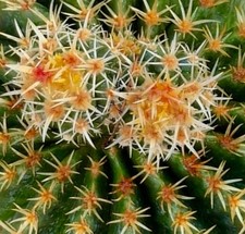 Echinocactus grusonii var