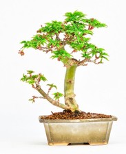 Bonsai acero testa leone - di,