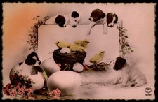 JACK RUSSEL cuccioli cani cani