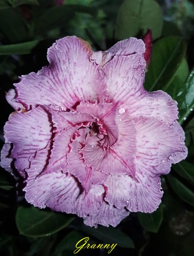 Nuovo adenium obesum desert - obesum,