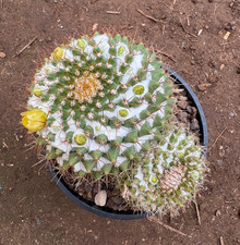 MAMMILLARIA MARKSIANA - CACTUS