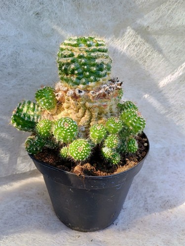 Notocactus uebelmannianus - notocactus,