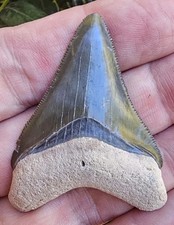 Dente di squalo megalodonte