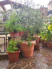 Ulivo Bellissimo In Vaso Di