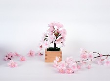 Bonsai giapponese Mini Sakura