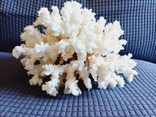 CORALLO BIANCO naturale vero POCILLOPORA VERRUCOSA CM 20*16*16*  880 gr