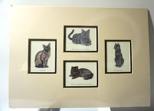 Wall art gatti fashoda londra - fashoda,