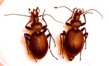 Carabidae CARABINAE Cychrus