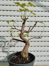 pre bonsai di glicine