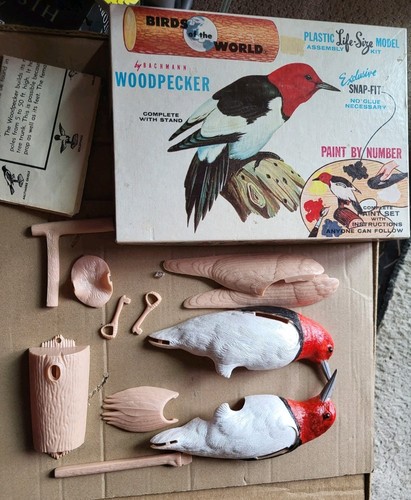 Bachman birds the world - birds,