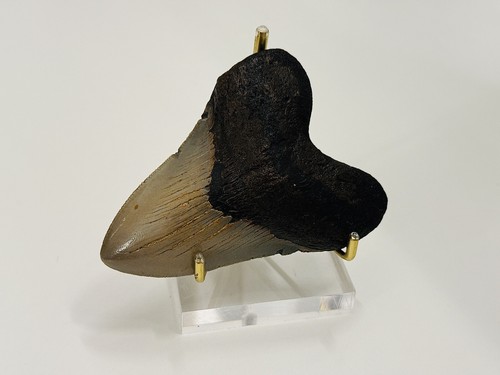 Dente megalodonte - dente, di
