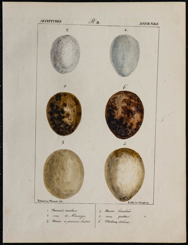 1830 uova uccelli rapaci - uccelli,
