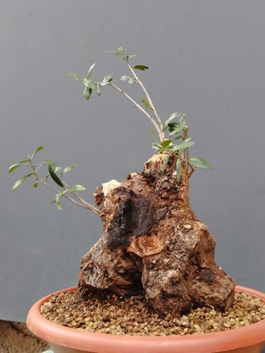 Pre bonsai olivastro - ,