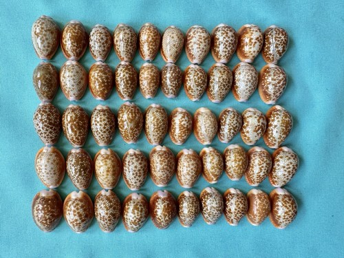 Pezzi cypraea helvola da - helvola,,