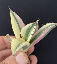 1 AGAVE TITANOTA