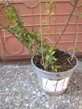 10 piante piantine ligustro gigante sempreverde ligustrum in vaso numerato L11