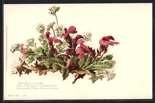 Pedicularis rostrata - ak,