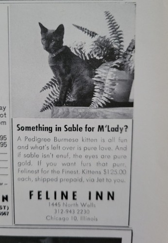 1964 feline inn - 1964,