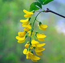Laburnum anagyroides - Pioggia d'oro ordinaria | Albero di fagioli