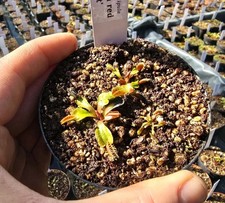 Dionaea muscipula 'Big Teeth