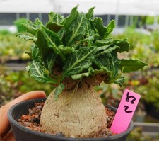 Raro Cactus Live Euphorbia