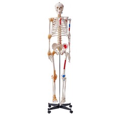 VEVOR Modello di Scheletro Umano Anatomico 182cm in PVC per Formazione Anatomia
