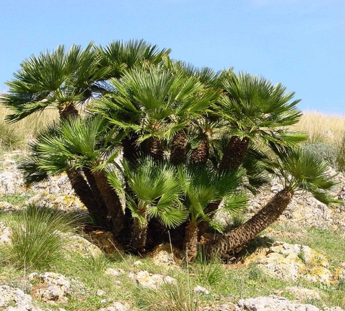 Chamaerops humilis dwarf - chamaerops,