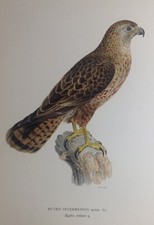 Poiana Volpinus Rapaci Buteo