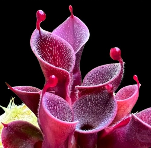 Heliamphora pulchella churi - heliamphora,