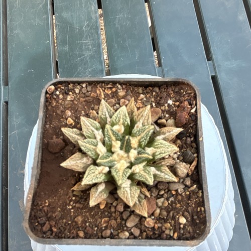 Ibrido ariocarpus hintonii - ibrido,
