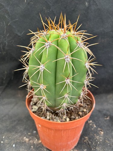 Validus cactus piante - validus,