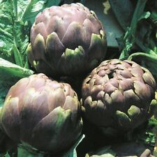 SEMI SEMENTI CARCIOFO ROMANESCO ORTAGGI VERDURE AROMATICHE FRUTTI