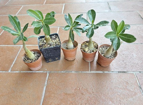 Adenium obesum seme - adenium, colori
