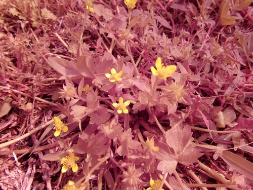 Kodak az251 16mp - az251, 25x