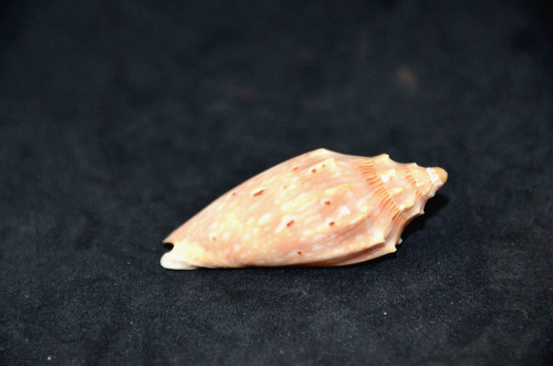 Scarce specimen cymbiolacca - scarce,