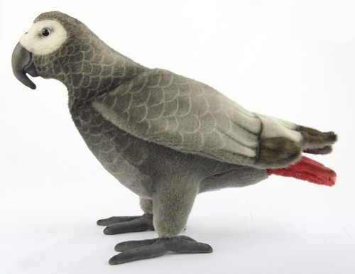Pappagallo grigio africano