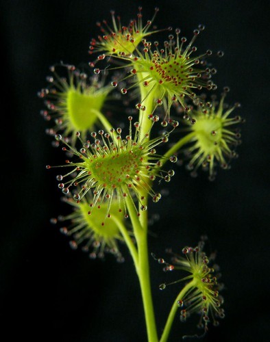 Drosera peltata pianta - drosera,