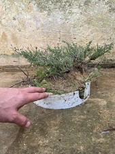 Bonsai Timo Macchia