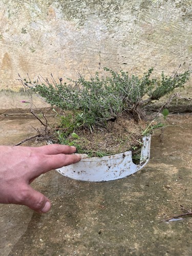 Bonsai timo macchia - timo,