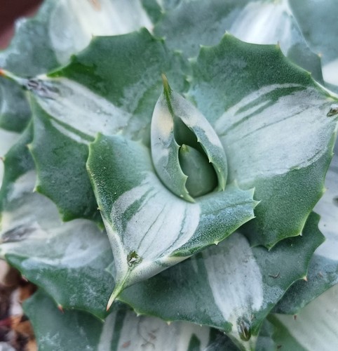 Agave potatorum verschaffeltii