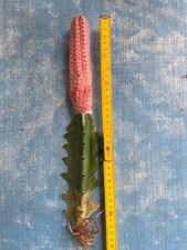 Euphorbia Abdelkuri Damask