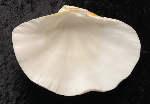 Grande esemplare naturale - , vero