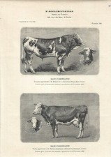 Stampa antica TORO e MUCCA di