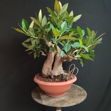 PRE BONSAI ESEMPLARE DI FICUS AUSTRALIS
