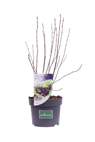 Pianta vera aronia - pianta,