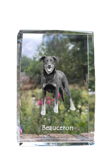 Berger beauce beauceron - beauce,,