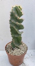 Cereus forbesii spiralis Pøt 14 cm