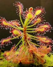 Pianta carnivora drosera - pianta,