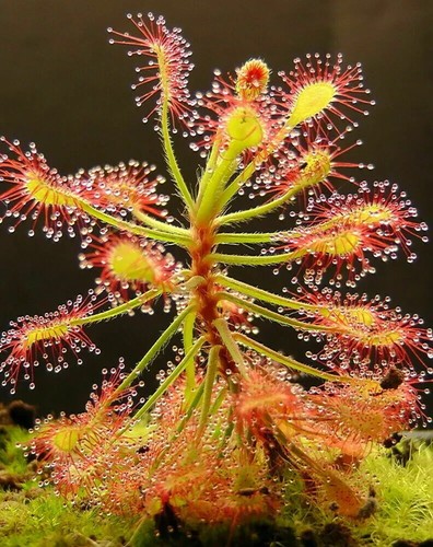 Pianta carnivora drosera - pianta,